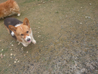f:id:roukenhome-ann:20190728171104j:plain f:id:roukenhome-ann:20190728171104j:plain