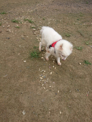 f:id:roukenhome-ann:20190728171115j:plain f:id:roukenhome-ann:20190728171115j:plain
