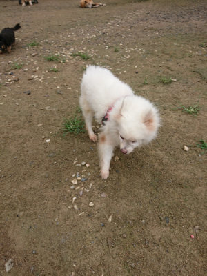 f:id:roukenhome-ann:20190728171135j:plain f:id:roukenhome-ann:20190728171135j:plain