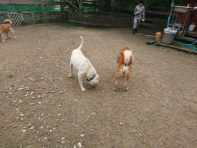 f:id:roukenhome-ann:20190728171140j:plain f:id:roukenhome-ann:20190728171140j:plain