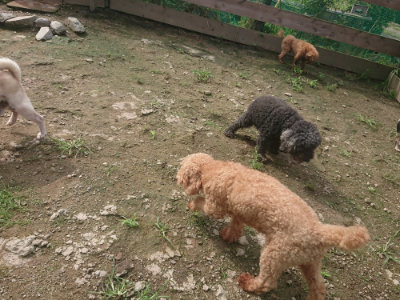 f:id:roukenhome-ann:20190728171235j:plain f:id:roukenhome-ann:20190728171235j:plain