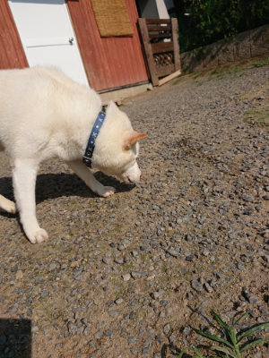 f:id:roukenhome-ann:20190730134653j:plain