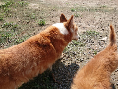 f:id:roukenhome-ann:20190730134709j:plain
