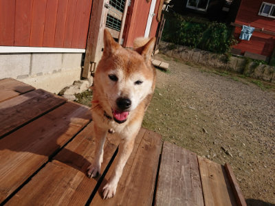 f:id:roukenhome-ann:20190730134943j:plain