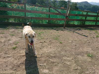 f:id:roukenhome-ann:20190730134952j:plain