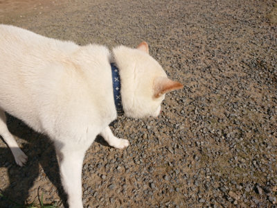 f:id:roukenhome-ann:20190730135143j:plain