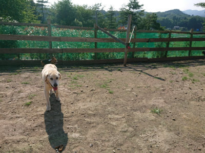 f:id:roukenhome-ann:20190730135420j:plain