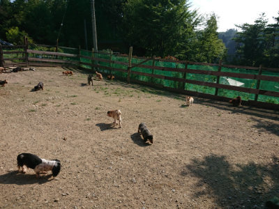 f:id:roukenhome-ann:20190730153325j:plain