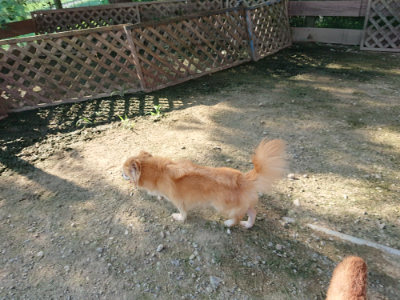 f:id:roukenhome-ann:20190730153811j:plain
