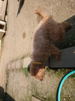 f:id:roukenhome-ann:20190730153849j:plain