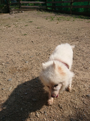 f:id:roukenhome-ann:20190730153928j:plain