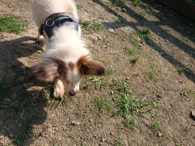 f:id:roukenhome-ann:20190730154023j:plain