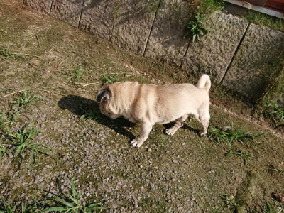 f:id:roukenhome-ann:20190730181003j:plain