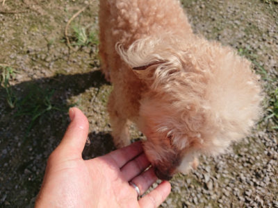 f:id:roukenhome-ann:20190730181032j:plain