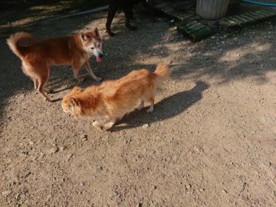 f:id:roukenhome-ann:20190730181106j:plain