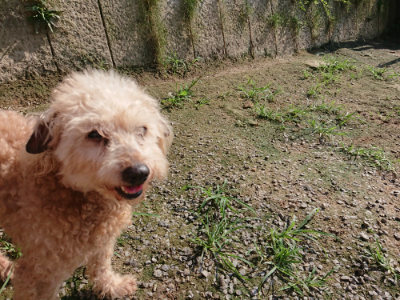 f:id:roukenhome-ann:20190730181112j:plain