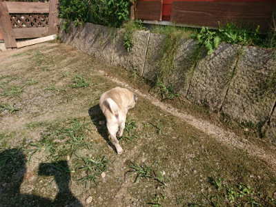 f:id:roukenhome-ann:20190730181216j:plain