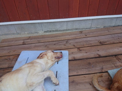 f:id:roukenhome-ann:20190731111220j:plain