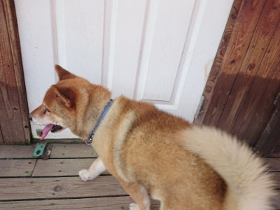 f:id:roukenhome-ann:20190731152812j:plain