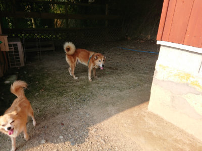 f:id:roukenhome-ann:20190731152926j:plain