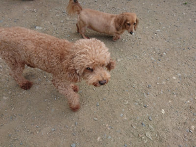 f:id:roukenhome-ann:20190731152951j:plain