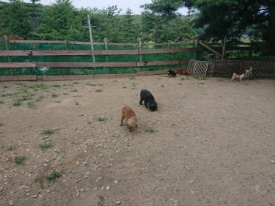 f:id:roukenhome-ann:20190731153013j:plain