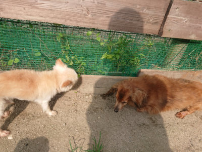 f:id:roukenhome-ann:20190731153218j:plain