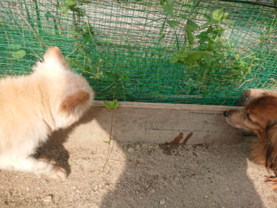 f:id:roukenhome-ann:20190731153346j:plain