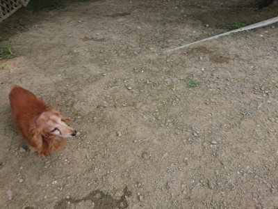 f:id:roukenhome-ann:20190731153655j:plain