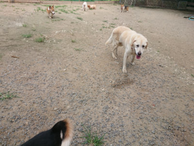 f:id:roukenhome-ann:20190731153715j:plain