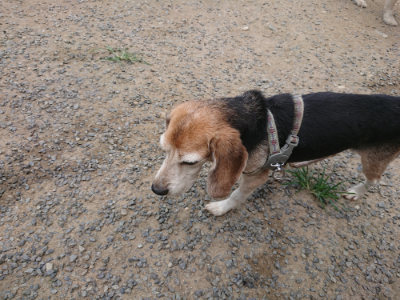 f:id:roukenhome-ann:20190731153758j:plain