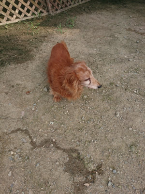 f:id:roukenhome-ann:20190731153853j:plain