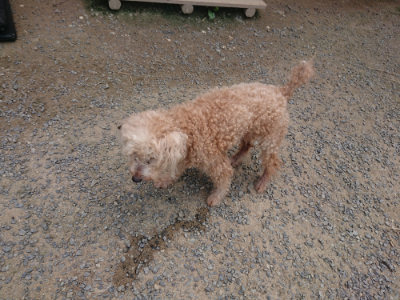 f:id:roukenhome-ann:20190731154337j:plain