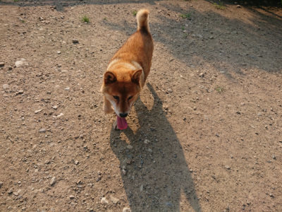 f:id:roukenhome-ann:20190731154354j:plain