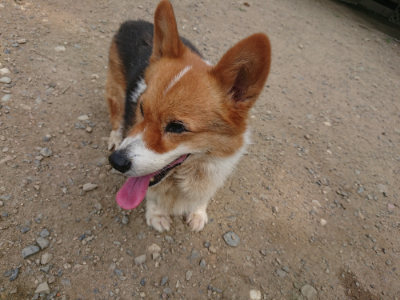 f:id:roukenhome-ann:20190731154547j:plain