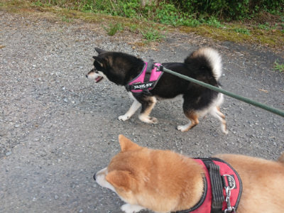 f:id:roukenhome-ann:20190731154700j:plain