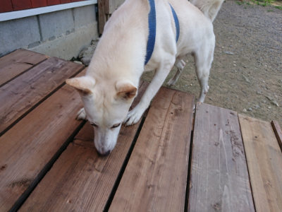 f:id:roukenhome-ann:20190731154719j:plain