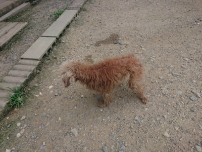 f:id:roukenhome-ann:20190731154748j:plain