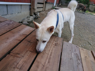 f:id:roukenhome-ann:20190731154753j:plain