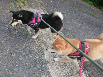 f:id:roukenhome-ann:20190731154758j:plain