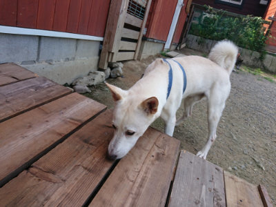 f:id:roukenhome-ann:20190731154834j:plain