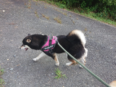 f:id:roukenhome-ann:20190731154849j:plain