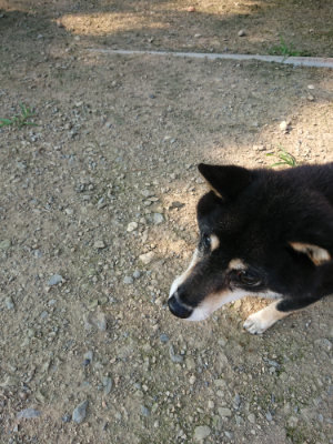 f:id:roukenhome-ann:20190731154906j:plain