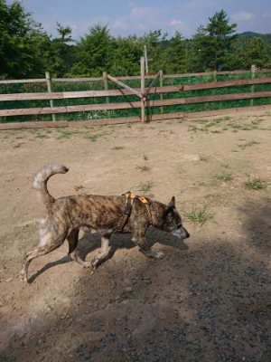 f:id:roukenhome-ann:20190731155035j:plain