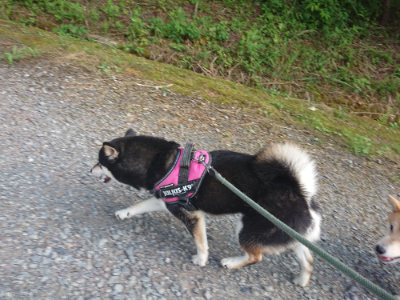 f:id:roukenhome-ann:20190731155048j:plain