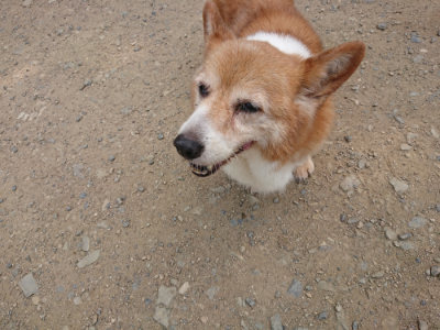 f:id:roukenhome-ann:20190731181107j:plain
