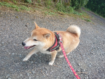 f:id:roukenhome-ann:20190731181310j:plain