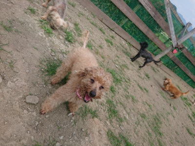 f:id:roukenhome-ann:20190731182933j:plain