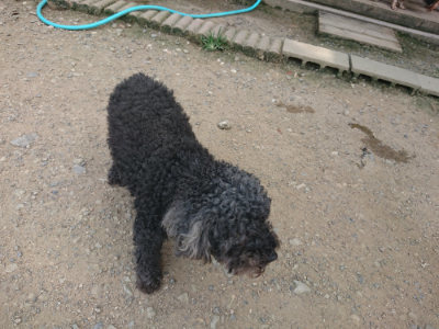f:id:roukenhome-ann:20190731183005j:plain