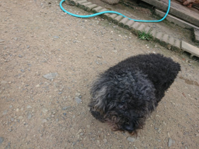 f:id:roukenhome-ann:20190731183144j:plain